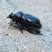 Cape Flatface Rhino Beetle - Photo (c) Christopher Hamman, all rights reserved, uploaded by Christopher Hamman
