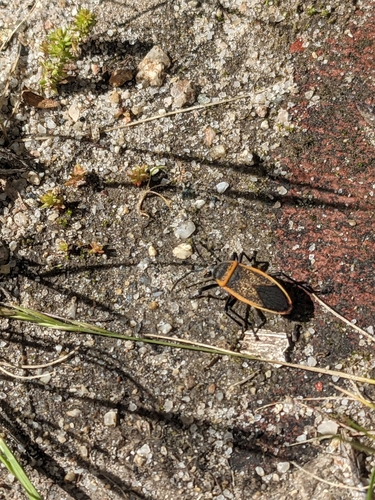 iNaturalist observation photo of California Bordered Plant Bug
