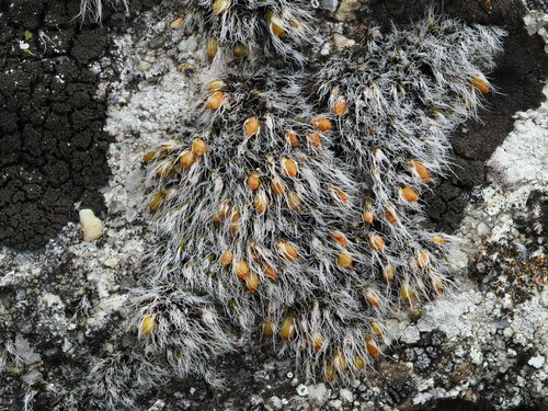 Grimmia crinita