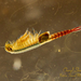 Ethologist Fairy Shrimp - Photo (c) cbirds22, all rights reserved, uploaded by cbirds22