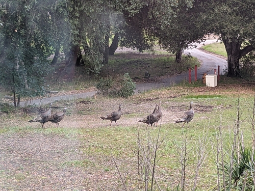 iNaturalist observation photo of Wild Turkey