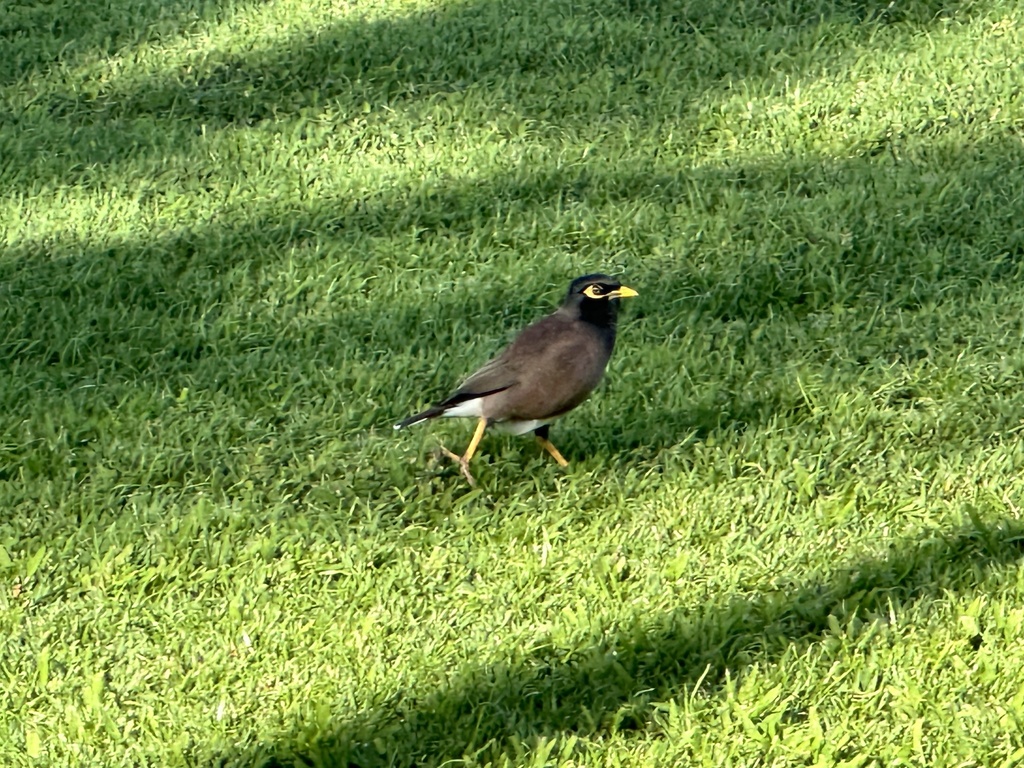 Common Myna from Pearl Harbor National Memorial, JBPHH, HI, US on ...