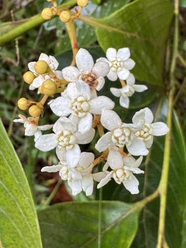 Nectandra lineatifolia