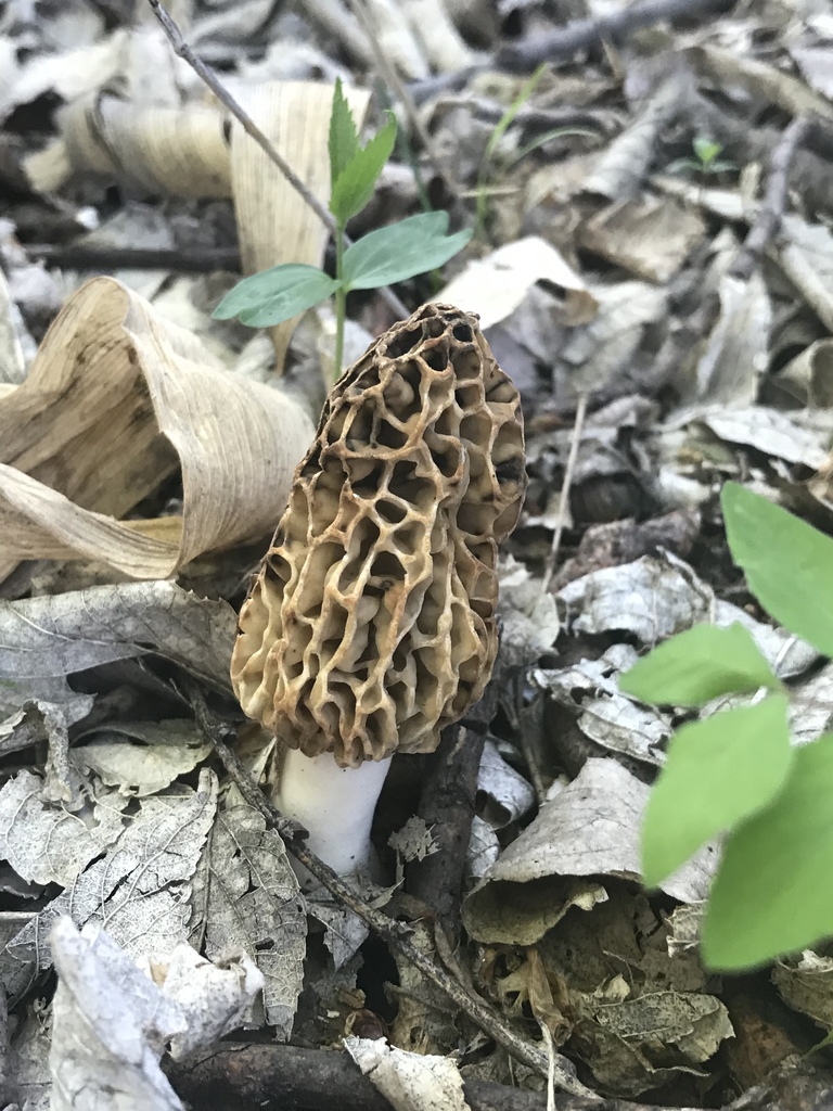 true morels from 67117, North Newton, KS, US on April 24, 2019 at 0656