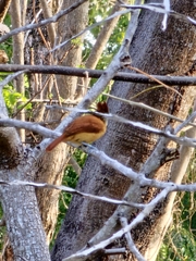 Thamnophilus doliatus image