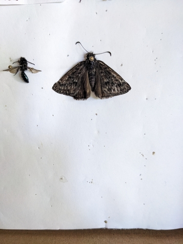 iNaturalist observation photo of Propertius Duskywing
