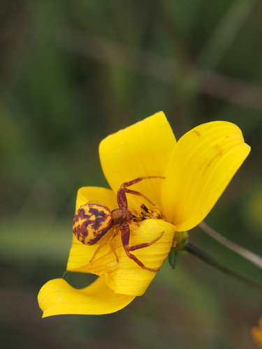 Misumena amabilis