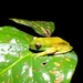 São Bento Canebrake Tree Frog - Photo (c) Bruno Eduardo, all rights reserved, uploaded by Bruno Eduardo