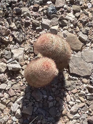 New Mexico Rainbow Cactus
