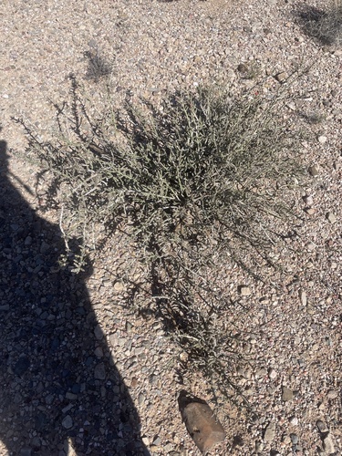 Christmas cholla