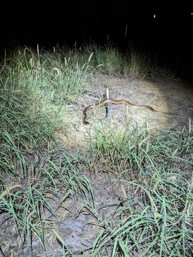 Black-headed Python sighting