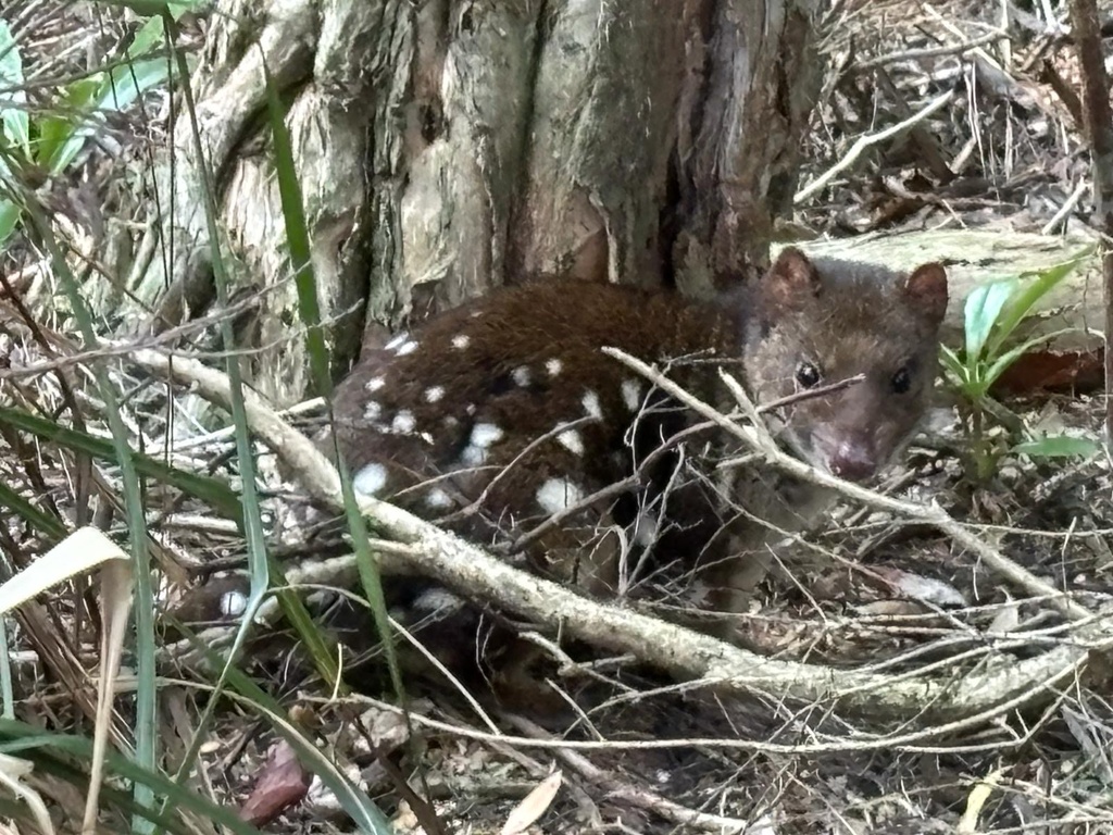 Spotted-tailed Quoll from Southwest National Park, Southwest, TAS, AU ...