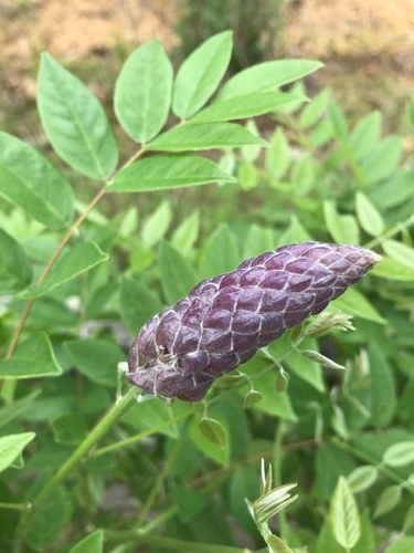 Wisteria frutescens