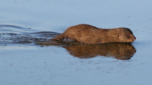 Marsh Mongoose