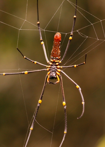 Giant Golden Orbweaver