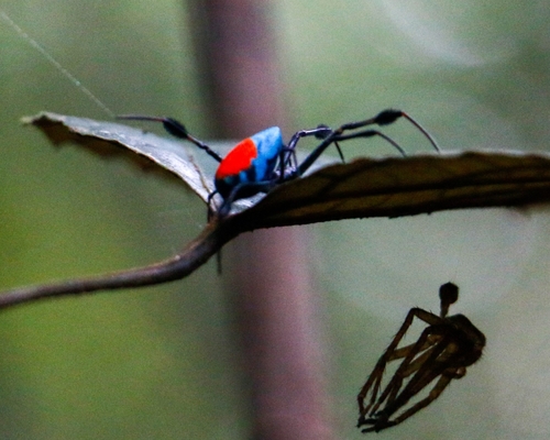 Red-and-blue Opadometa