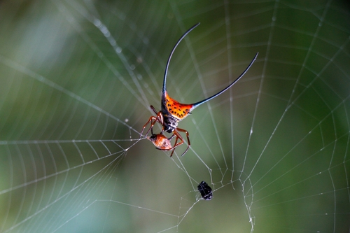 Long-horned Orbweaver