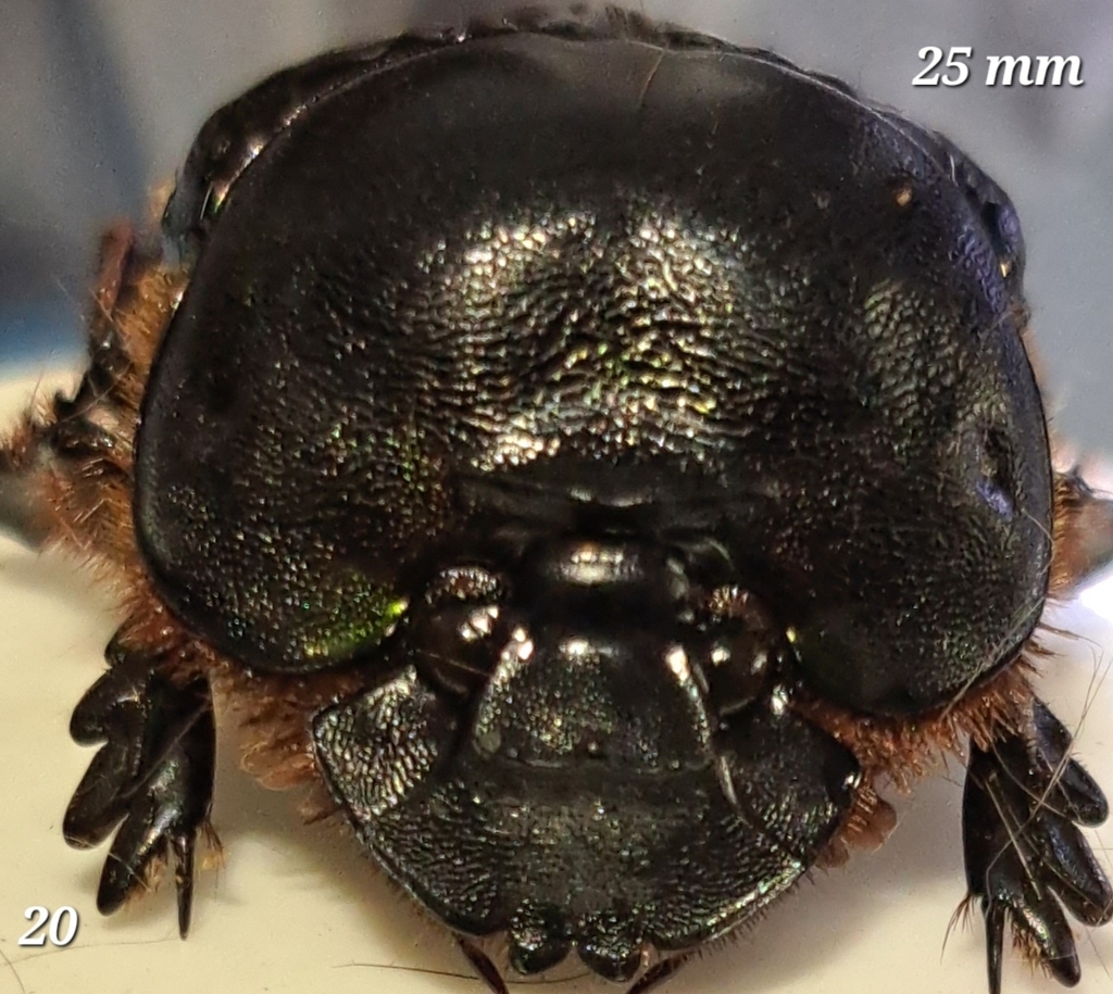 Dung Beetles from monoc on July 3, 2019 by Lilia Salazar-Marcial. Pit ...