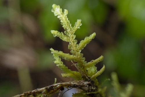 Radula cordata