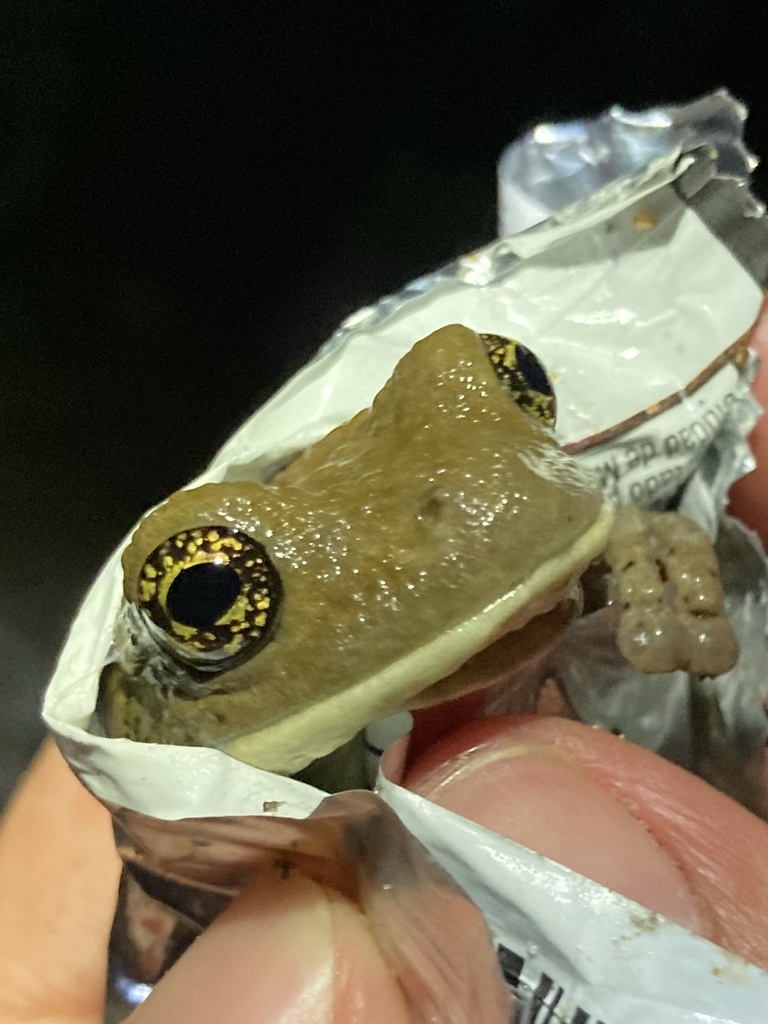 Vermiculated Tree Frog from Camino Playa Maracaibo, Nautla, Ver., MX on ...