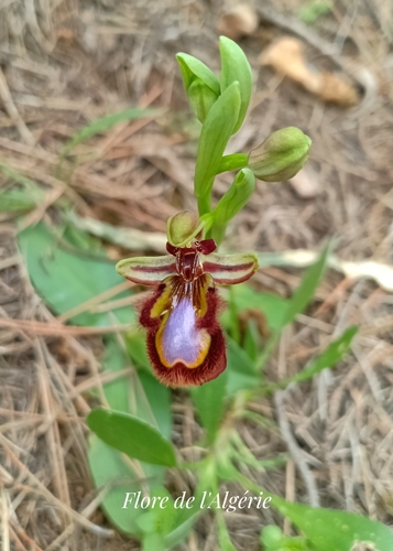 Mirror orchid