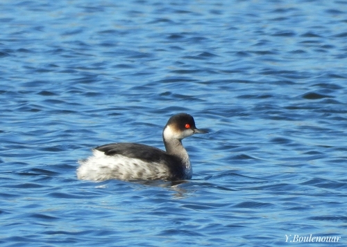 Eared Grebe