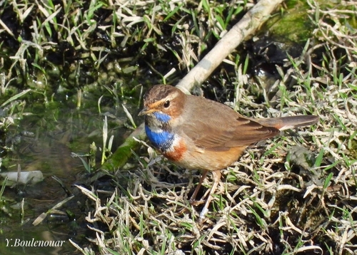 Bluethroat