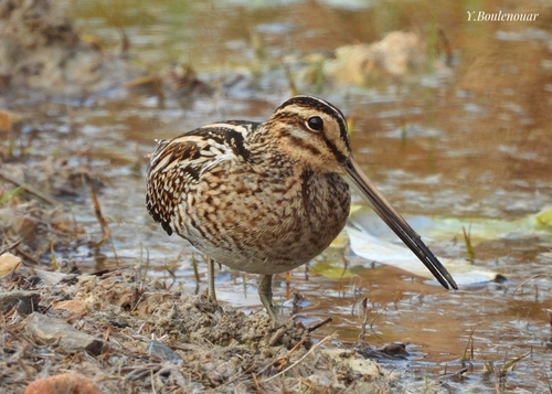 Common Snipe