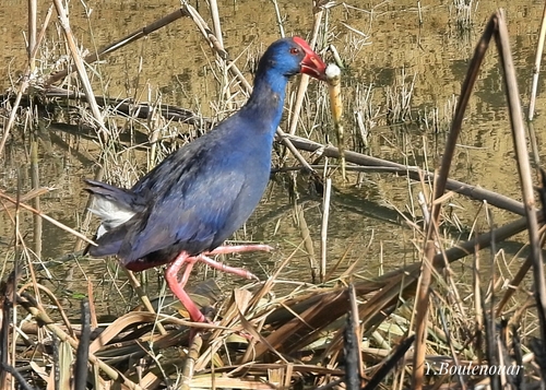 Western Swamphen