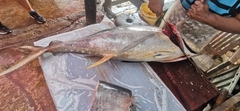 Yellowfin Tuna