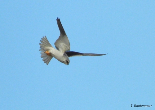 Black-winged Kite