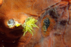 Yellow cave coral