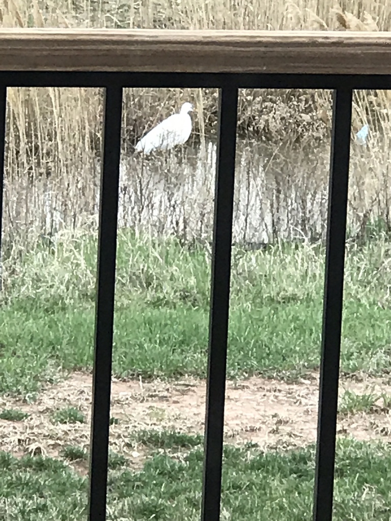 Great Egret from 1855 Swan Rd, De Pere, WI, US on April 25, 2019 at 10