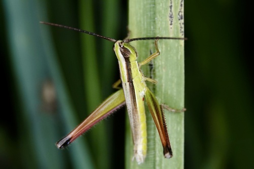 Orthochtha