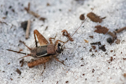 Pictonemobius