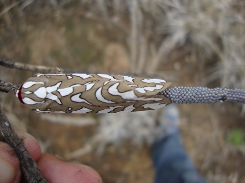 Arachnis dilecta