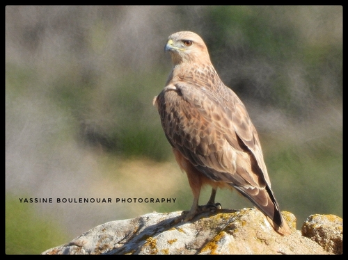 Long-legged Buzzard