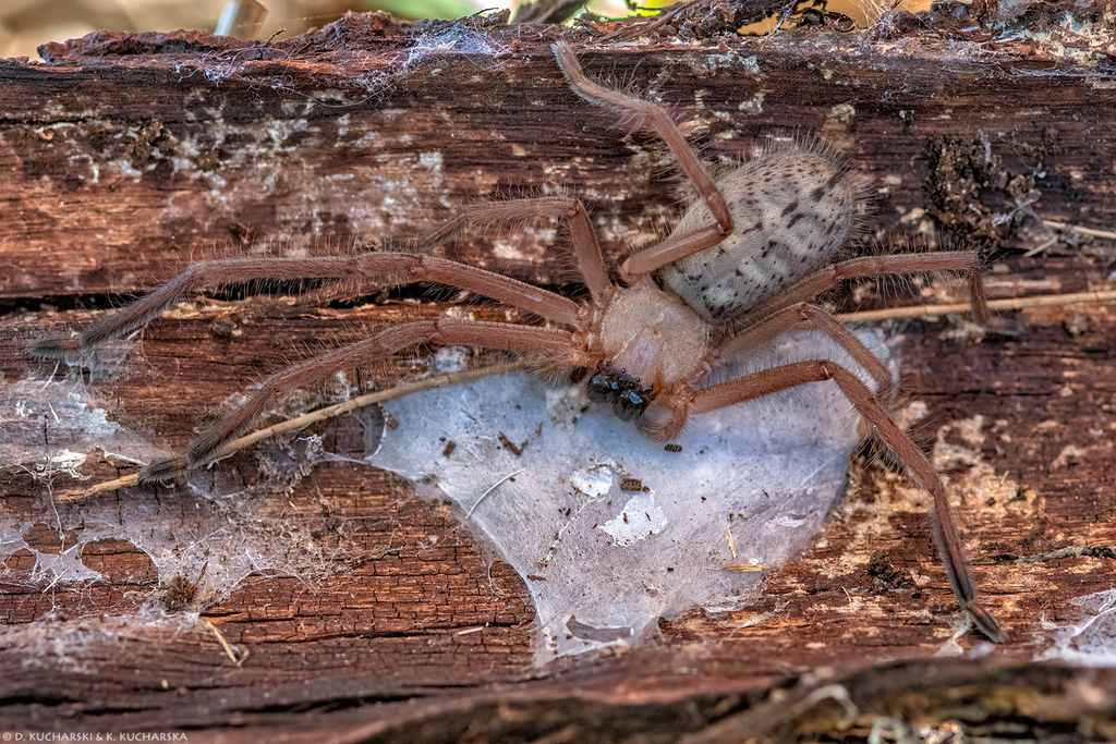 Social Huntsman Spider from Kangaroo Valley Nowa Południowa Walia 2577 ...