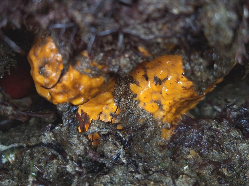 Sulphur Boring Sponge from Portugal on March 14, 2024 at 0946 AM by