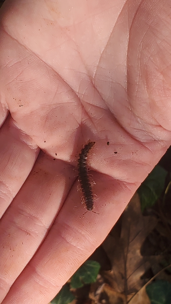 Flat Backed Millipedes From Forest Hill Richmond VA USA On 14 March