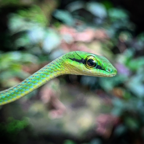 Emerald Snake