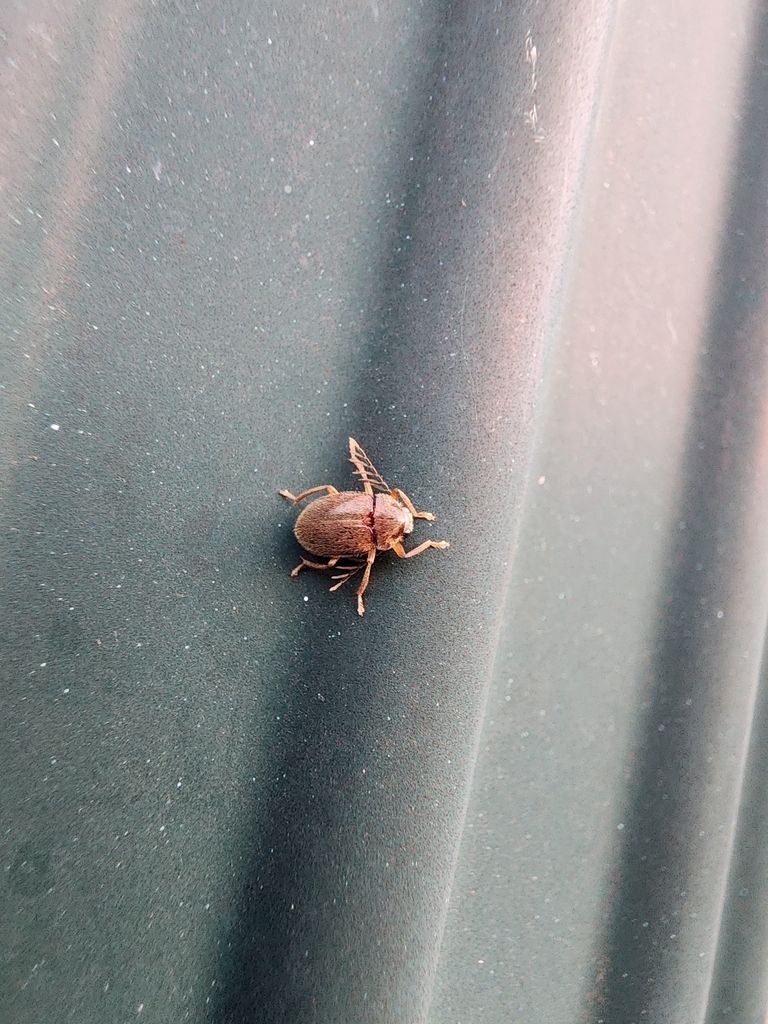 Toe-winged Beetles from La Salle, Pato Branco - PR, 85505-230, Brasil ...