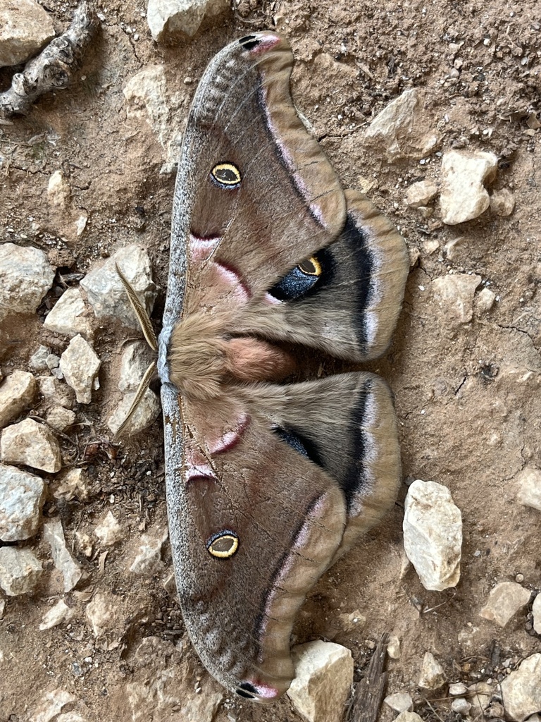 Polyphemus Moth from Lake Arrowhead State Park, Wichita Falls, TX, US ...