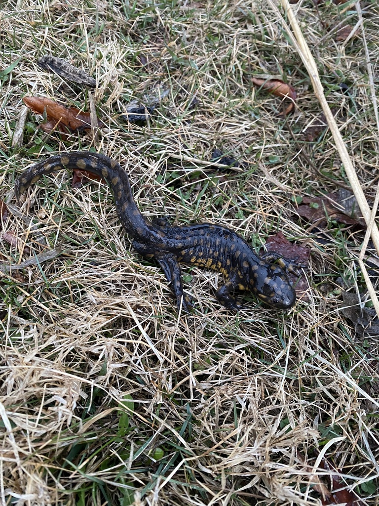 Tiger Salamander from Minburn, IA, US on March 14, 2024 at 07:42 AM by ...