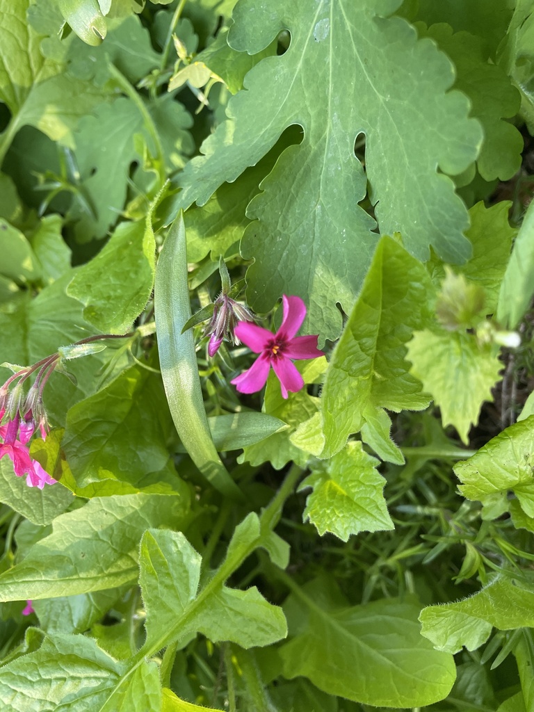 Deptford pink from W Buffalo St, Ithaca, NY, US on May 5, 2023 at 0617