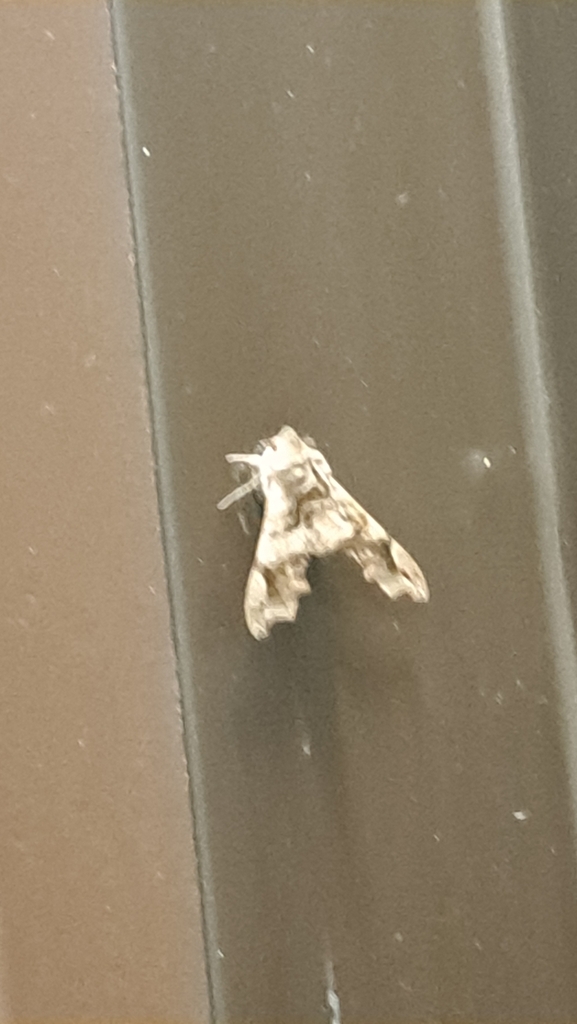 Lettered Sphinx from Roman Forest, TX 77357, USA on March 14, 2024 at ...