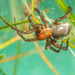 European Water Spider - Photo (c) Dariusz Kucharski, all rights reserved, uploaded by Dariusz Kucharski