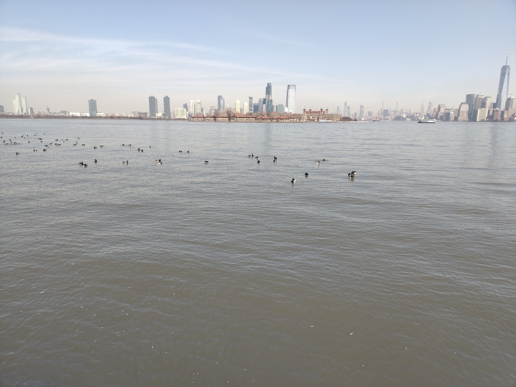 Atlantic Brant from Liberty Island, New York, NJ, USA on March 14, 2024 ...