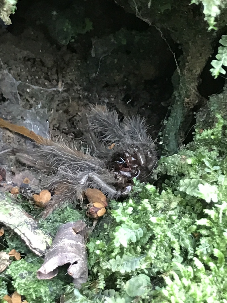 Goliath Birdeater in March 2024 by anaelletlm · iNaturalist