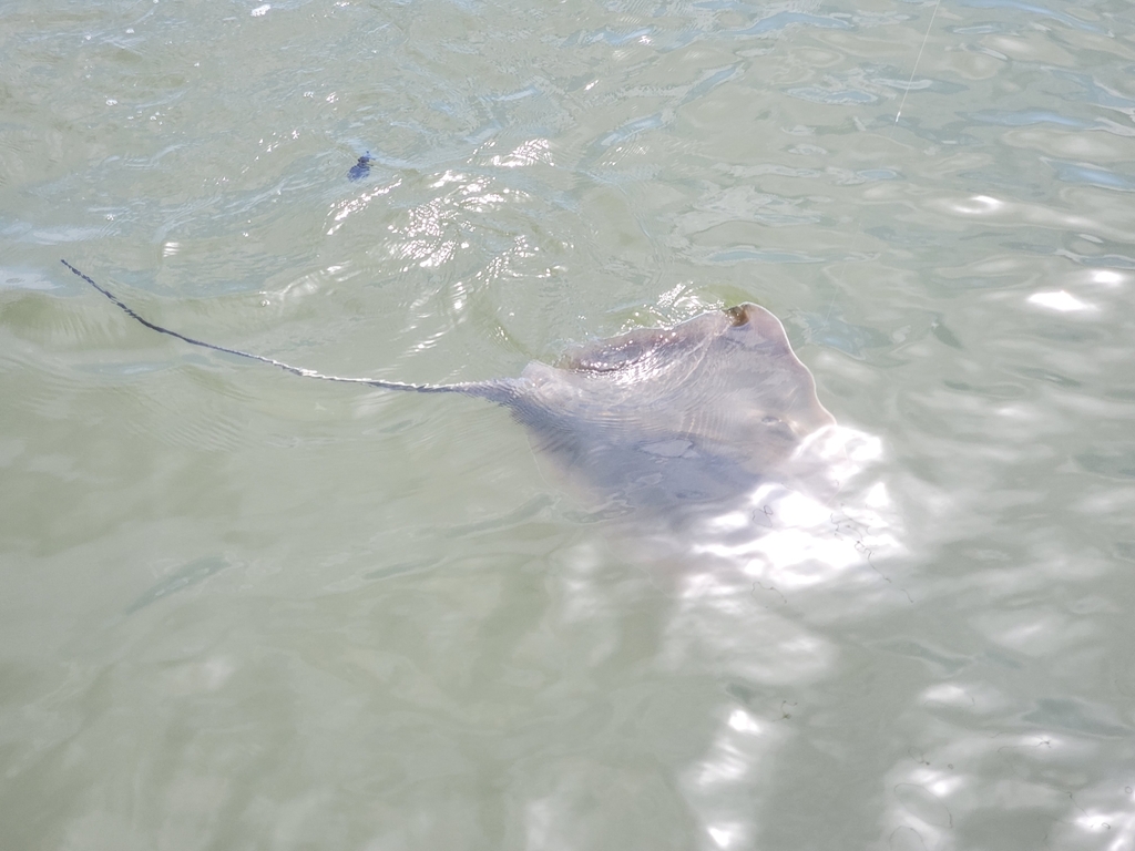 Southern stingray